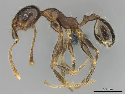 Pheidole tenuinodis specimen CASENT0252721 image casent0252721_4