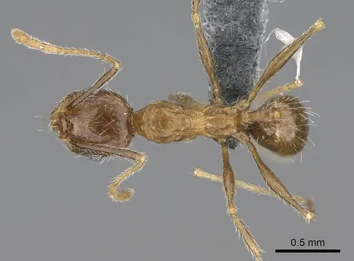Pheidole tenuinodis specimen CASENT0785978 image casent0785978_1