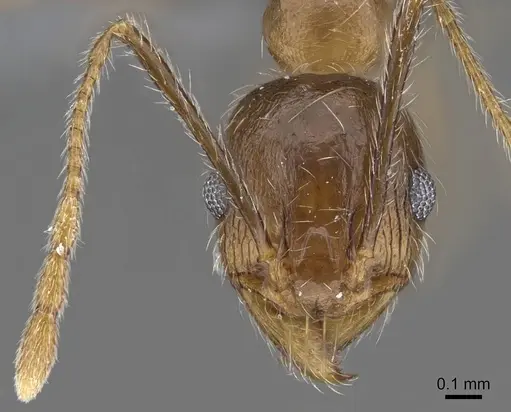 Pheidole tenuinodis specimen CASENT0785978 image casent0785978_2