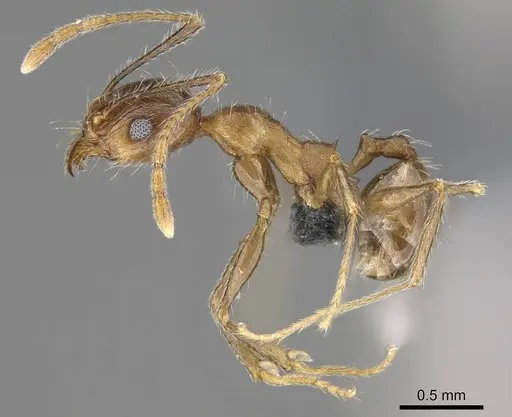 Pheidole tenuinodis specimen CASENT0785978 image casent0785978_3