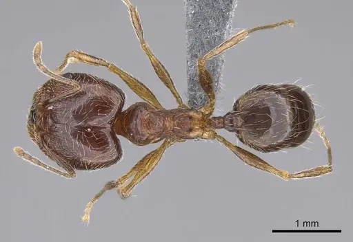 Pheidole tenuinodis specimen CASENT0785979 image casent0785979_1