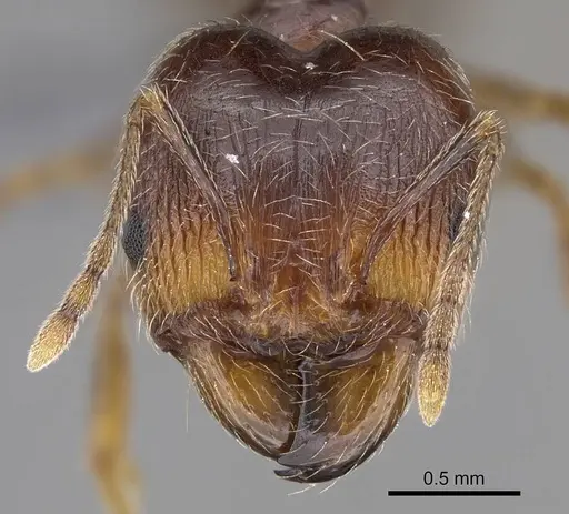 Pheidole tenuinodis specimen CASENT0785979 image casent0785979_2