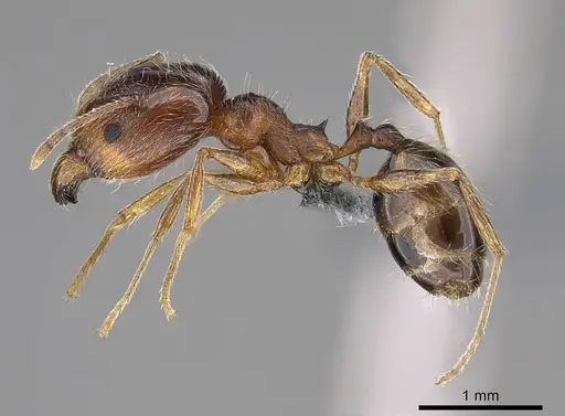 Pheidole tenuinodis specimen CASENT0785979 image casent0785979_3