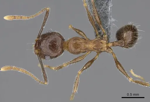 Pheidole tenuinodis specimen CASENT0785980 image casent0785980_1