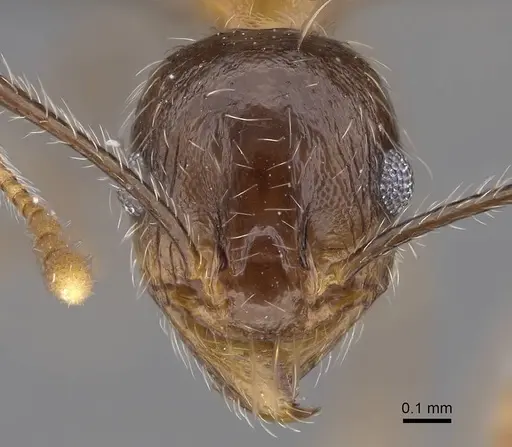 Pheidole tenuinodis specimen CASENT0785980 image casent0785980_2