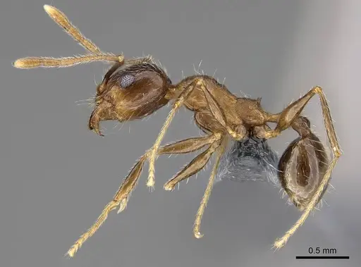 Pheidole tenuinodis specimen CASENT0785980 image casent0785980_3