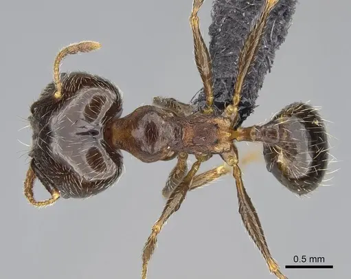 Pheidole tenuinodis specimen CASENT0822227 image casent0822227_1