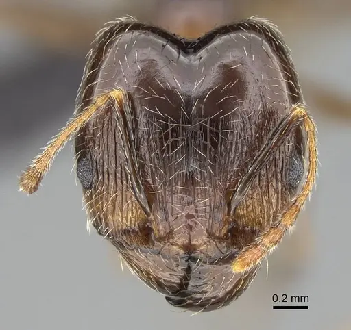 Pheidole tenuinodis specimen CASENT0822227 image casent0822227_2