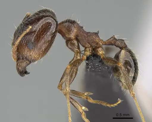Pheidole tenuinodis specimen CASENT0822227 image casent0822227_3