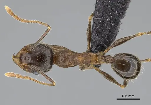 Pheidole tenuinodis specimen CASENT0822228 image casent0822228_1