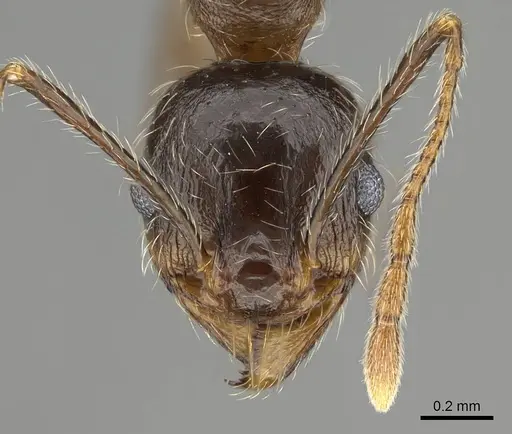Pheidole tenuinodis specimen CASENT0822228 image casent0822228_2
