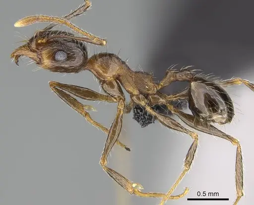 Pheidole tenuinodis specimen CASENT0822228 image casent0822228_3