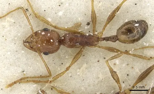 Pheidole tenuinodis specimen CASENT0901302 image casent0901302_1