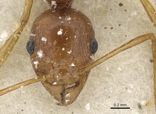 Pheidole tenuinodis specimen CASENT0901302 image casent0901302_2