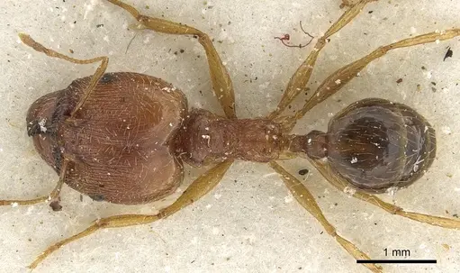 Pheidole tenuinodis specimen CASENT0901303 image casent0901303_1
