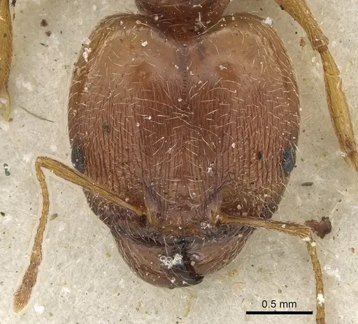 Pheidole tenuinodis specimen CASENT0901303 image casent0901303_2