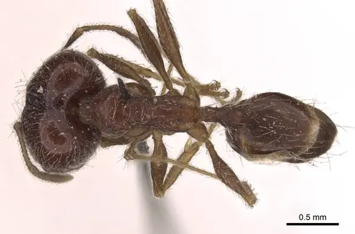Pheidole tenuinodis specimen CASENT0907801 image casent0907801_1