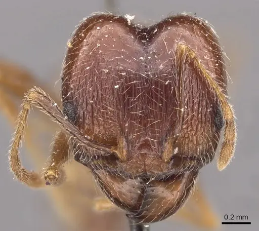 Pheidole tenuinodis specimen CASENT0907801 image casent0907801_2
