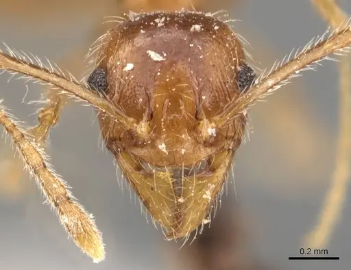 Pheidole tenuinodis specimen CASENT0907802 image casent0907802_2