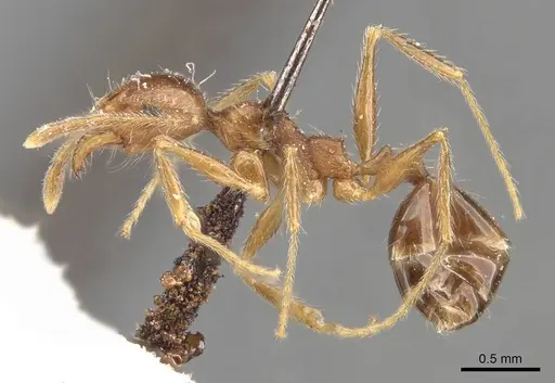 Pheidole tenuinodis specimen CASENT0907802 image casent0907802_3