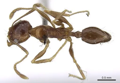 Pheidole tenuinodis specimen CASENT0922203 image casent0922203_1