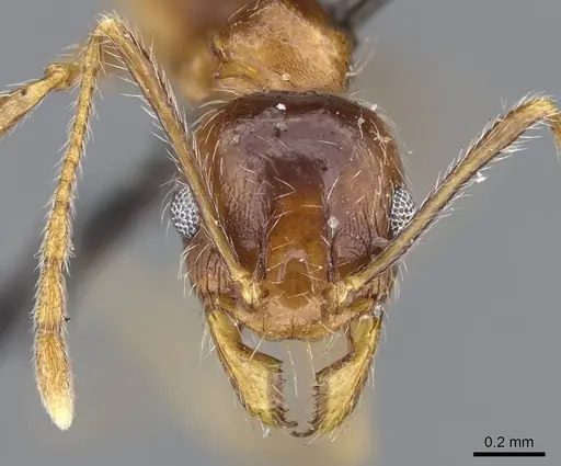Pheidole tenuinodis specimen CASENT0922203 image casent0922203_2
