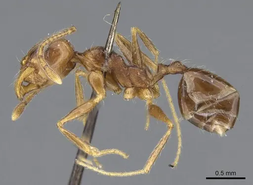 Pheidole tenuinodis specimen CASENT0922203 image casent0922203_3