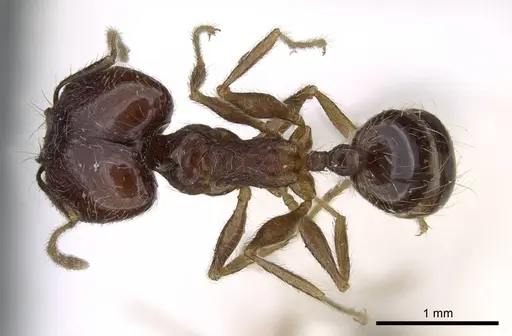 Pheidole tenuinodis specimen CASENT0922204 image casent0922204_1
