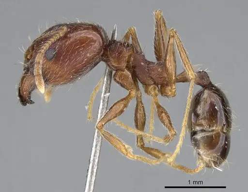 Pheidole tenuinodis specimen CASENT0922204 image casent0922204_3