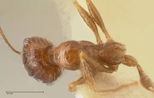 Pheidole tenuinodis specimen FOCOL1354 image focol1354_1