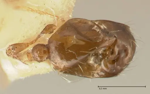 Pheidole tenuinodis specimen FOCOL1354 image focol1354_2