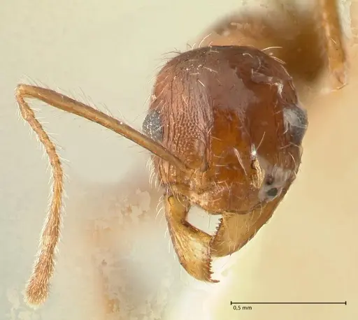 Pheidole tenuinodis specimen FOCOL1354 image focol1354_3