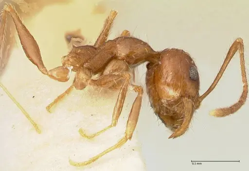 Pheidole tenuinodis specimen FOCOL1354 image focol1354_4