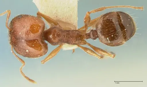 Pheidole tenuinodis specimen FOCOL1355 image focol1355_1