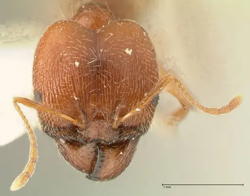 Pheidole tenuinodis specimen FOCOL1355 image focol1355_2
