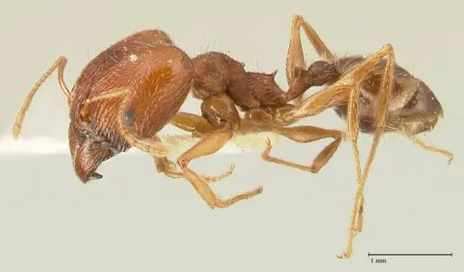Pheidole tenuinodis specimen FOCOL1355 image focol1355_3