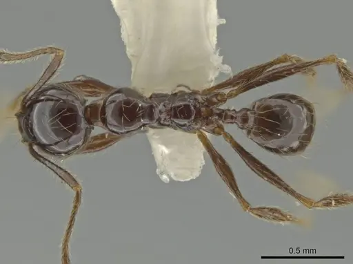 Pheidole tenuis specimen CASENT0645879 image casent0645879_1