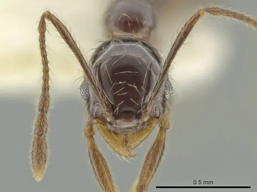 Pheidole tenuis specimen CASENT0645879 image casent0645879_2