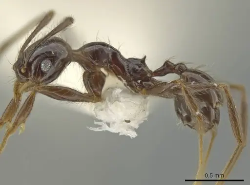 Pheidole tenuis specimen CASENT0645879 image casent0645879_3