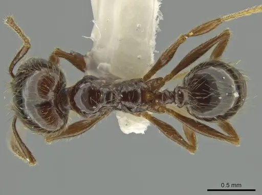 Pheidole tenuis specimen JTLC000016552 image jtlc000016552_1
