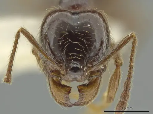 Pheidole tenuis specimen JTLC000016552 image jtlc000016552_2