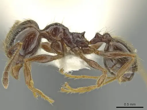 Pheidole tenuis specimen JTLC000016552 image jtlc000016552_3