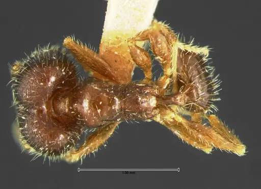 Pheidole tepicana specimen CASENT0105652 image casent0105652_1
