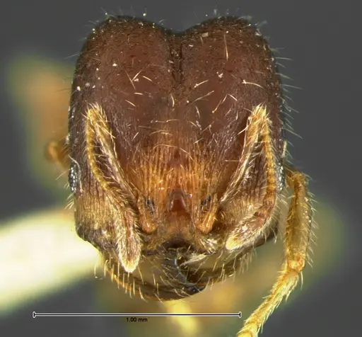 Pheidole tepicana specimen CASENT0105652 image casent0105652_2