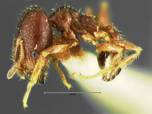 Pheidole tepicana specimen CASENT0105652 image casent0105652_3