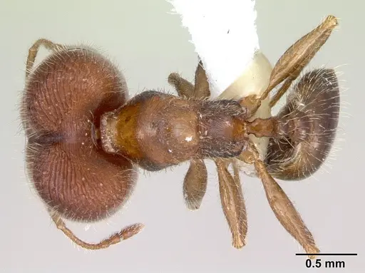 Pheidole tepicana specimen CASENT0173653 image casent0173653_1