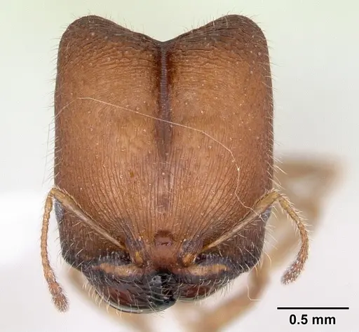 Pheidole tepicana specimen CASENT0173653 image casent0173653_2