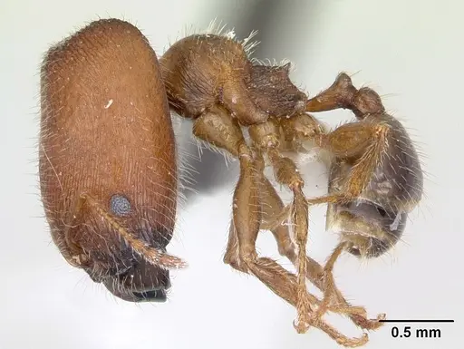 Pheidole tepicana specimen CASENT0173653 image casent0173653_3