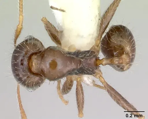 Pheidole tepicana specimen CASENT0173654 image casent0173654_1