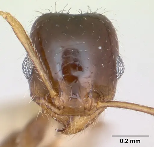 Pheidole tepicana specimen CASENT0173654 image casent0173654_2
